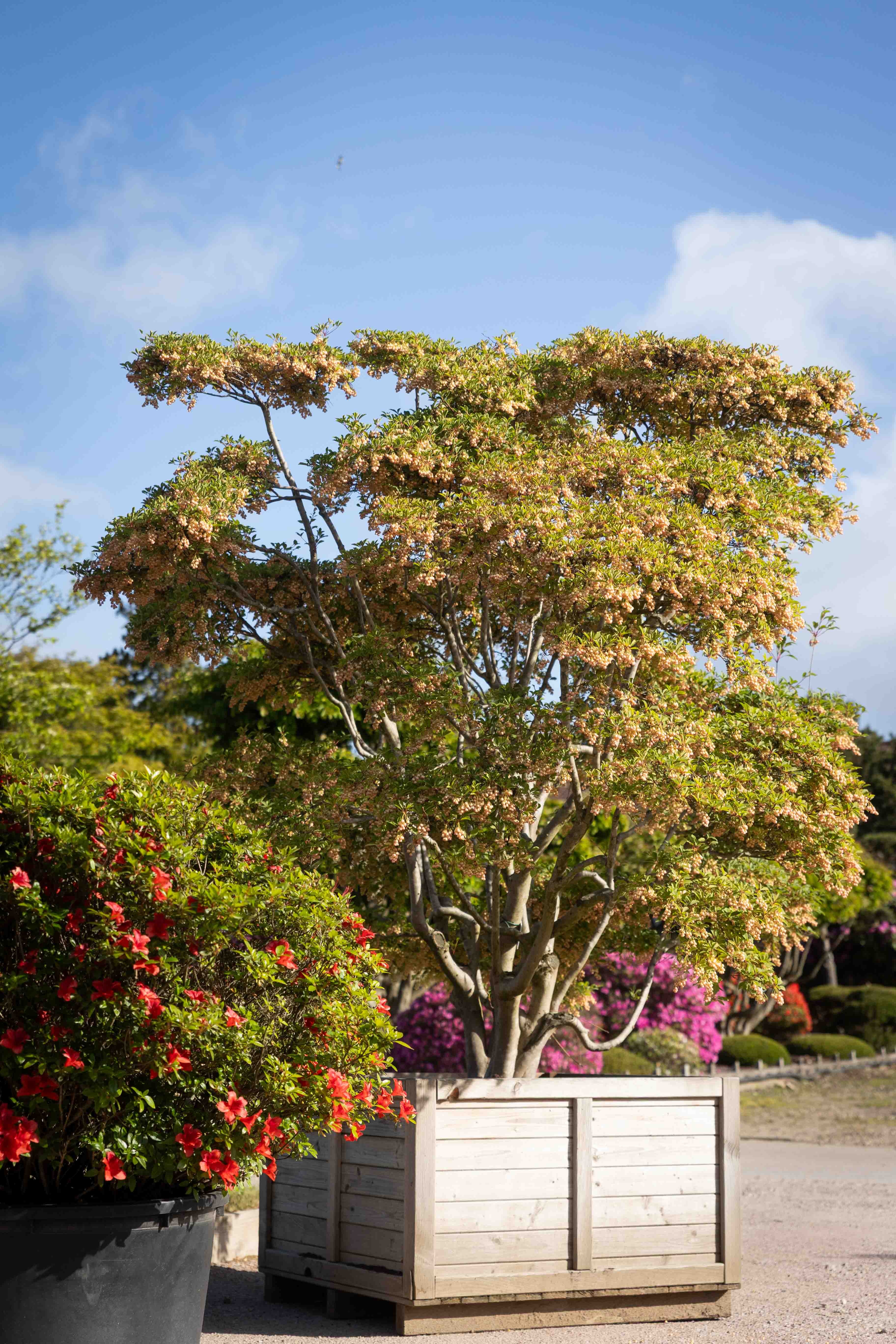 Enkianthus campanulatus Bonsai